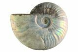 Silver Iridescent Ammonite (Cleoniceras) Fossil - Madagascar #345605-1
